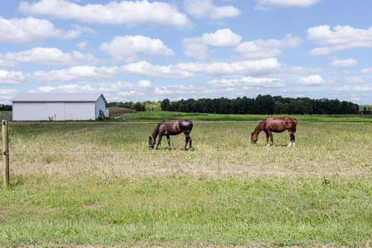 Horses grazing with white shed