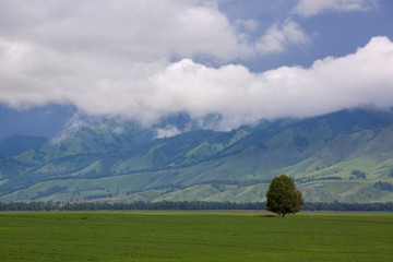 Green tree standing alone