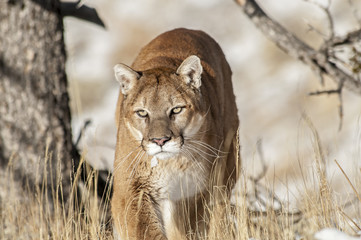 Prowling Cougar in Trees