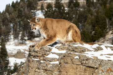 Mountain Lion on Rocky Cliff