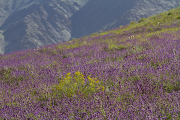 High-mountainous species Northern India, Ladakh