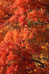 Bright autumn leaves on a tree