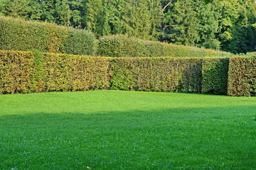 corner of a large lawn with a neatly trimmed green grass fenced hedge against the trees in a beautiful city garden on a Sunny summer day