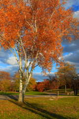 Colorful autumn tree in the park