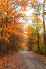 Biking trail through autumn trees