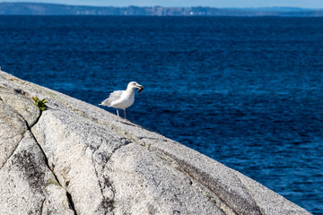 seagull on rock with ocean blurred in back ground, summer.