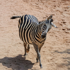 Grant Zebra (species: Equus burchelli boehmi) is dancing.