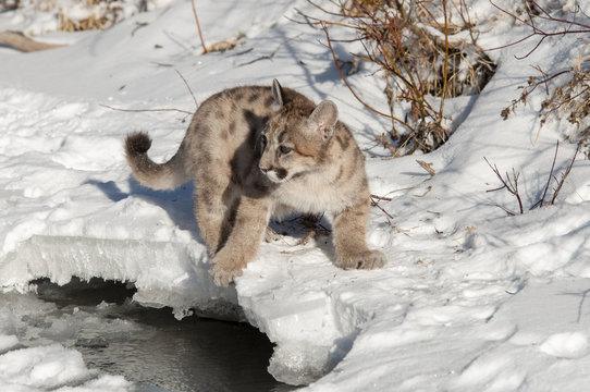 Baby Cougar in Winter