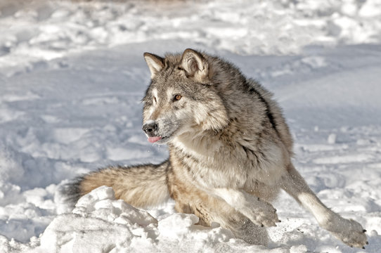 Wolf Chasing Prey In Winter