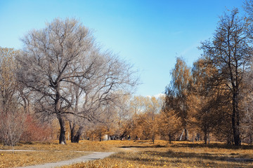 Autumn nature. Leaves and bushes with the yellow leaves in the p