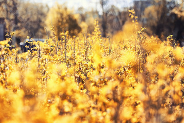 Autumn nature. Leaves and bushes with the yellow leaves in the p