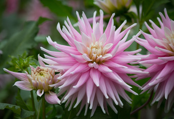 Obraz premium Beautiful pink pastel colored Dahlia flower in a natural garden environment