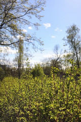 Spring nature. Leaves and bushes with the first green leaves in 