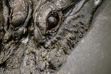 alligator eye close up