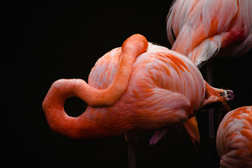 flamingo with black background and head resting on bright pink body