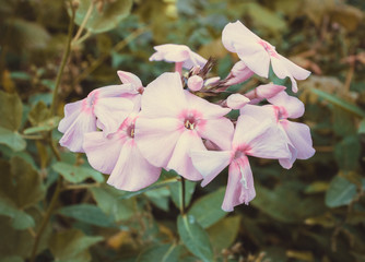 Розовые цветы