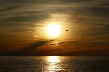 Seagull In Sunset