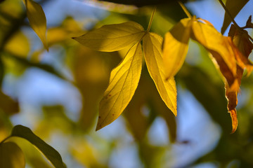 Lovely light and shadow on the yellow and green leaves on the branch. Autumn sunny day. Light and shadow. Warm autumn.