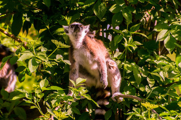 lemur