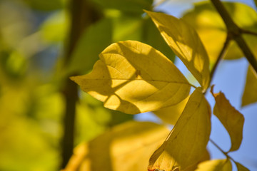 Lovely light and shadow on the yellow and green leaves on the branch. Autumn sunny day. Light and shadow. Warm autumn.