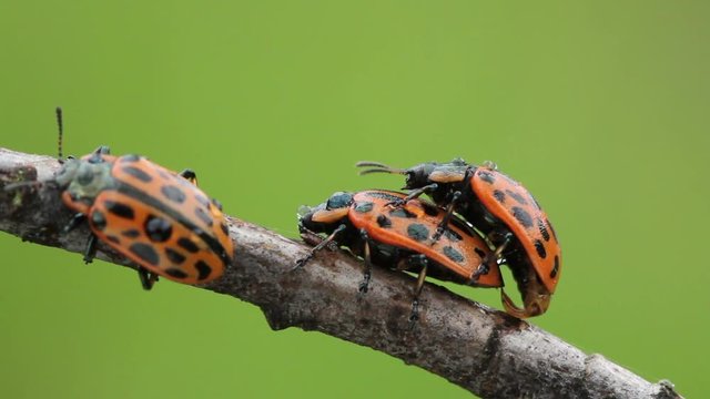 Beetles leaf-eaters decapods mate in summer on tree branch