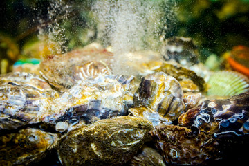 Shells, oysters for sale, sea clams inside aquarium in a restaurant