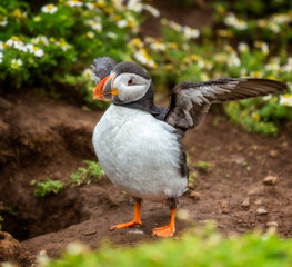 Close up of single Puffin flapping wings