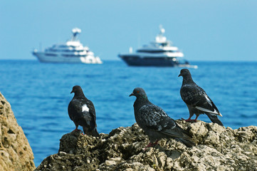 Three pigeons on the background of the sea