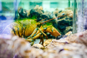 Colorful crawfish for sale, sea crustaceans inside aquarium in a restaurant