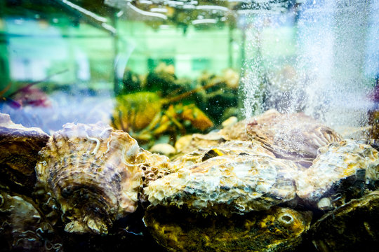 Shells, oysters for sale, sea clams inside aquarium in a restaurant
