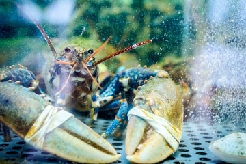 Colorful crawfish for sale, sea crustaceans inside aquarium in a restaurant