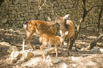 Naklejka na ściany i meble Family of deers in the nature in a park neer Montpellier