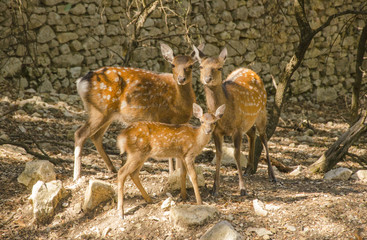 Family of deers in the nature in a park neer Montpellier