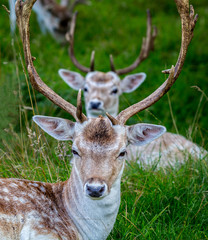 Close up of Fallow Deer with impressive antlers