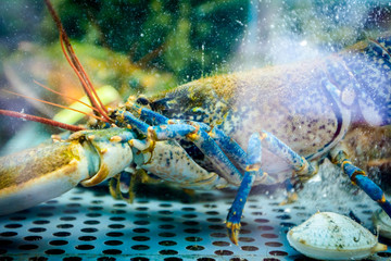 Colorful crawfish for sale, sea crustaceans inside aquarium in a restaurant