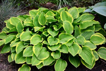 Amazing beauty hosta with green and yellow leaves in the garden close-up.
