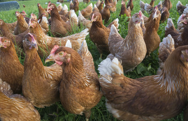 happy and healthy chickens, living in a mobile chicken home for organic poulty keeping in a chicken farm in Vorarlberg ,Austria
