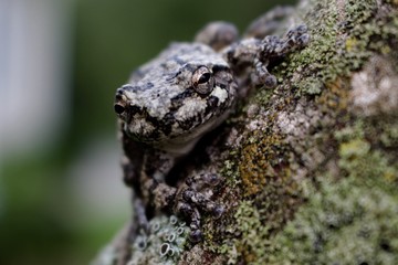Tree Frog 