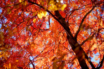 bottom view of orange leaves of rowan tree crown in autumn - obrazy, fototapety, plakaty