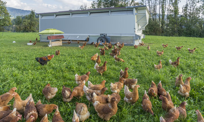 happy and healthy chickens in a mobile chicken home for organic poulty keeping in a chicken farm in Vorarlberg ,Austria © Uwe