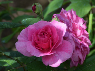 rosa 4