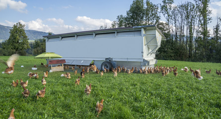 happy and healthy chickens in a mobile chicken home for organic poulty keeping in a chicken farm in Vorarlberg ,Austria © Uwe