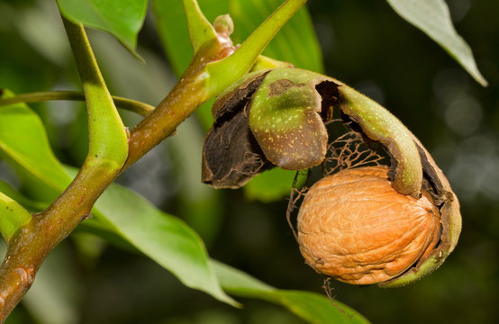 Ripe nut of a Walnut tree, nut, husk and leaves