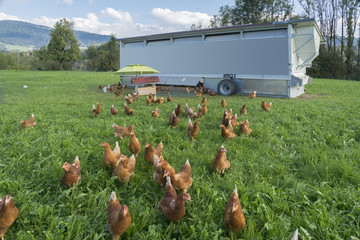 happy and healthy chickens in a mobile chicken home for organic poulty keeping in a chicken farm in Vorarlberg ,Austria