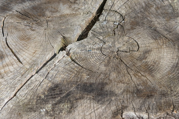 Fototapeta premium old wood texture of tree stump