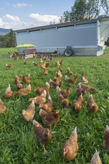 happy and healthy chickens in a mobile chicken home for organic poulty keeping in a chicken farm in Vorarlberg ,Austria © Uwe