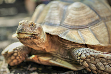 Tortoise Smiling Closeup