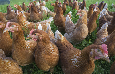 happy and healthy chickens, living in a mobile chicken home for organic poulty keeping in a chicken farm in Vorarlberg ,Austria