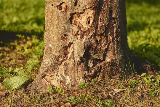 Tree Damaged By Termite Insect Pest. Carpenter Ants, Powderpost Beetles Infestation In Wooden Texture, Background