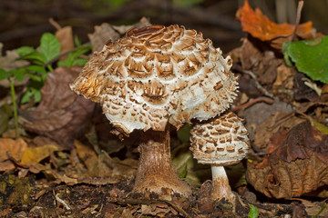 Two white mushrooms, a big and a small Shaggy parasol, the young one standing under the cap of the old one